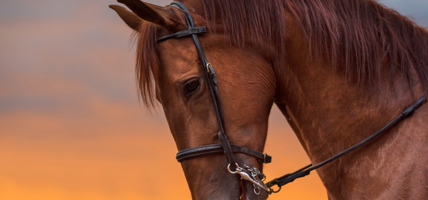 Dlaczego warto zdecydować się na ubezpieczenie koni?