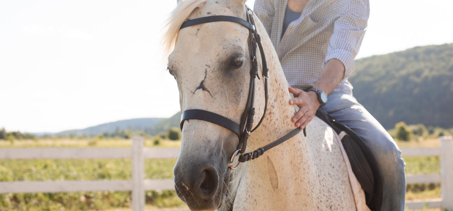 Ubezpieczenie koni – czy warto się na nie zdecydować?