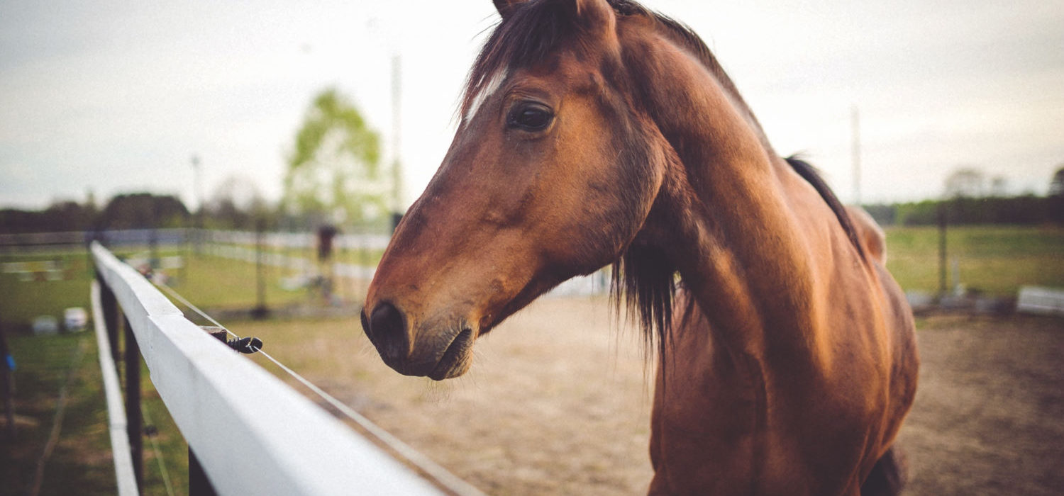 Ubezpieczenie koni – rodzaje i zakres polis