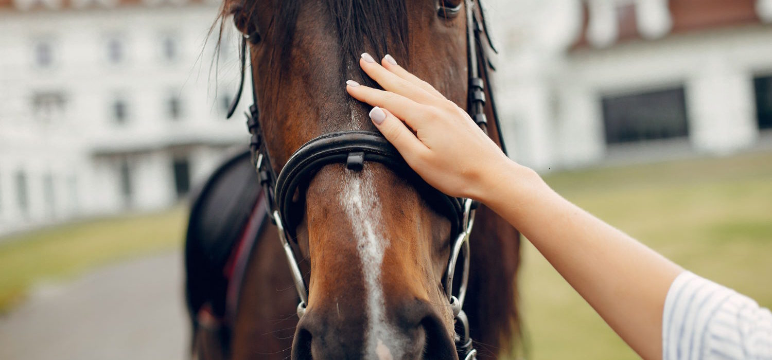 Jak skutecznie ubezpieczyć swojego konia? Praktyczny przewodnik