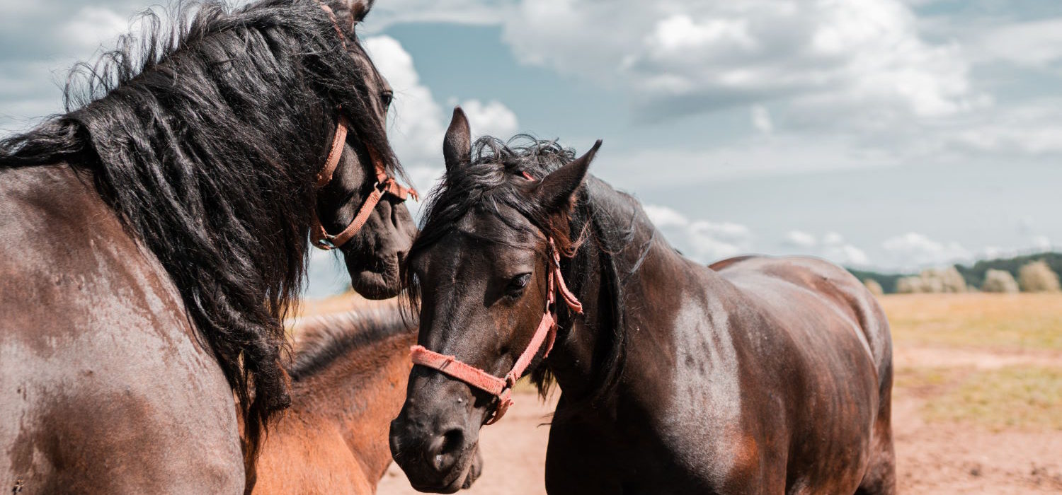 Polisa ubezpieczeniowa dla koni: kluczowe aspekty i zasady działania