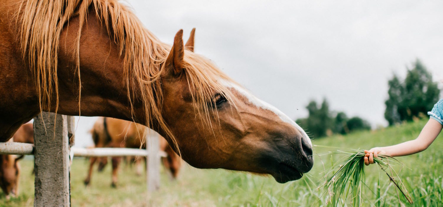 Polisa ubezpieczeniowa dla koni: kompleksowy przegląd