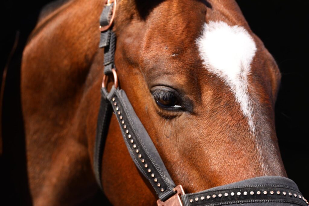 Ubezpieczając swojego konia, inwestujesz w jego przyszłość oraz swoje bezpieczeństwo finansowe