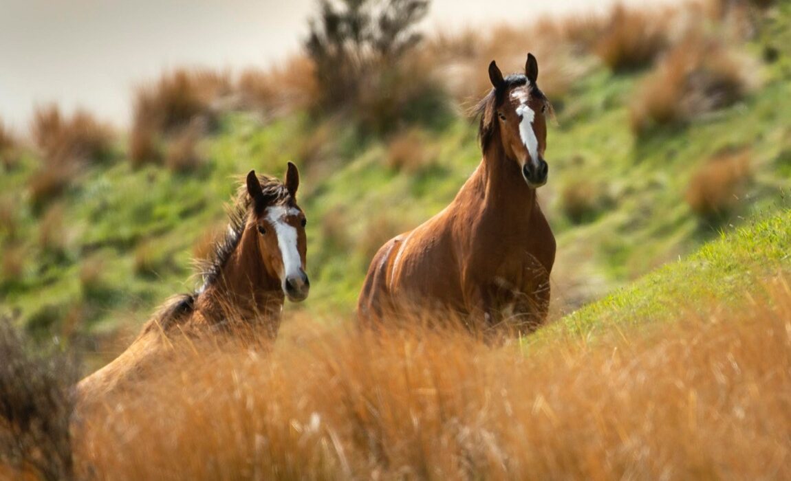 Jak wybrać najlepsze ubezpieczenie dla Twojego konia?