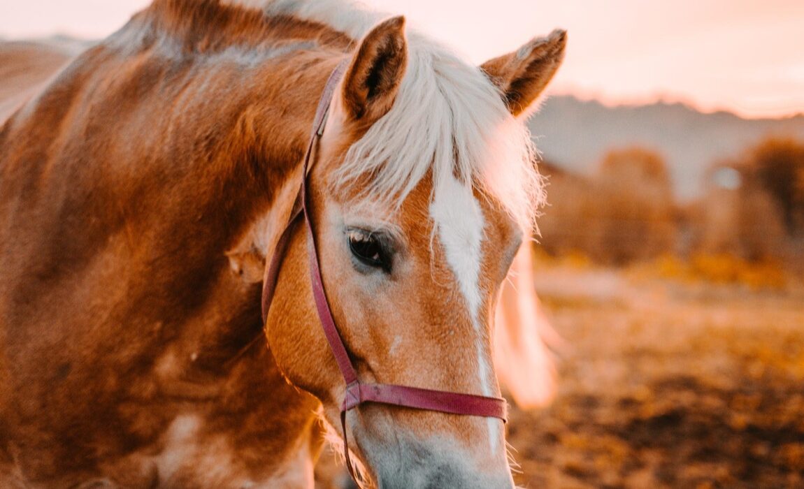 Ubezpieczenie koni – jak skutecznie zabezpieczyć swojego czworonożnego przyjaciela?